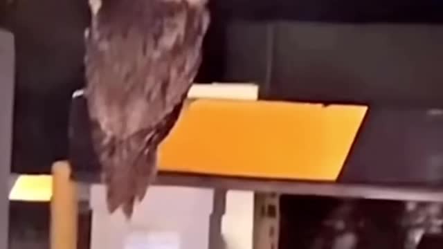 Funny Animals