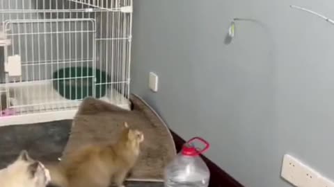 Funny animal video part 1