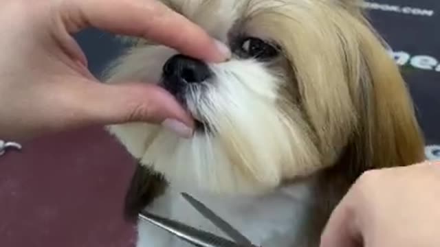 Cute dog 🐕 hair cut