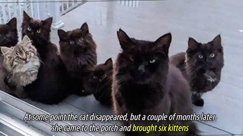 Stray Cat Brings All Her Kittens To A Woman Who Gave Her Food