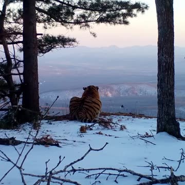 Tiger enjoy the beautiful scenery 😊