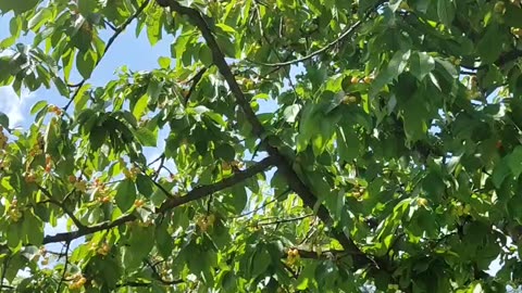 Good morning,Cherries are ripening