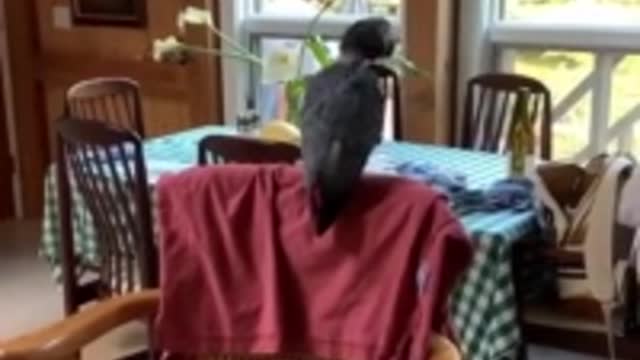 African Grey Parrot sings 🪗🎷🎼