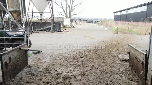 De koeien weer naar buiten