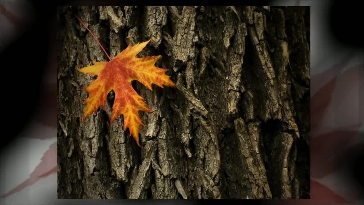 Fast Growing Maple Trees