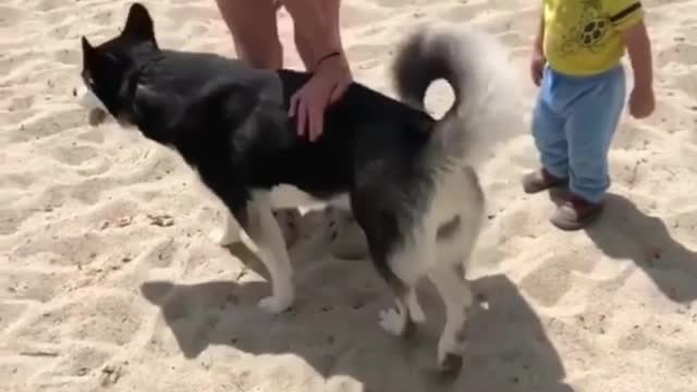 The dog on the beach is free and happy