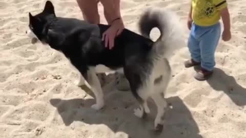 The dog on the beach is free and happy