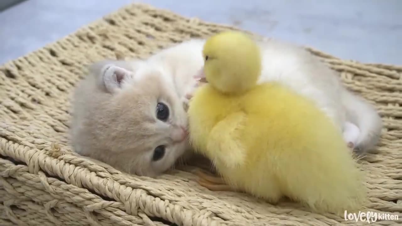 Ducklings love the baby kitten