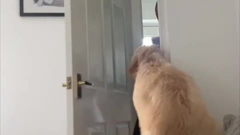 Puppy Playtime: A Tail-Wagging Extravaganza"
