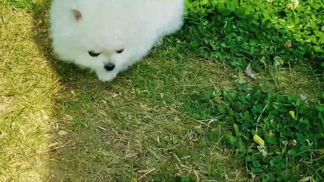 Best Of Cute Pomeranian Puppies