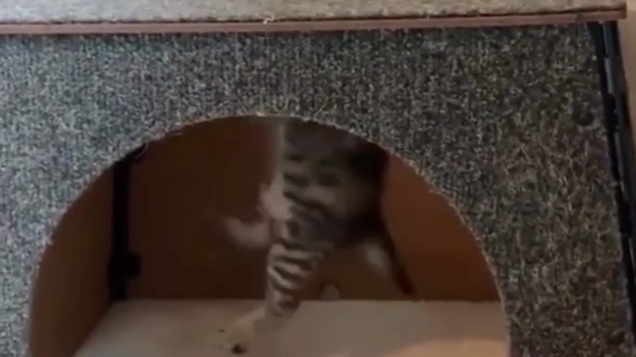 cat fall