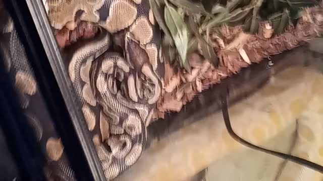 My snakes!!!!!
