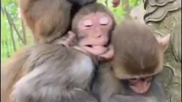 Funny monkey