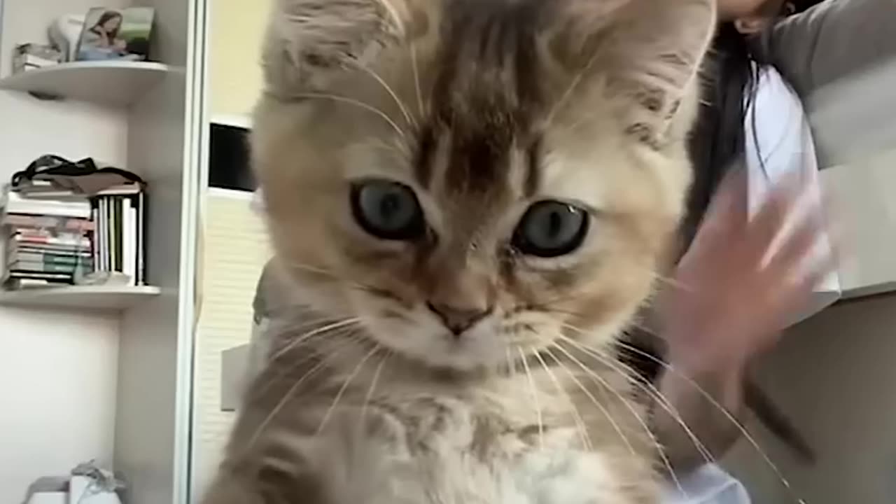 Funny cats and animals videos