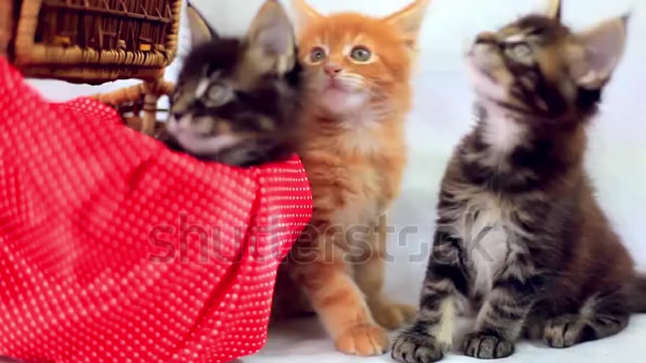 Cute #🥰 _beautiful #funny _Cat _video# 🤩