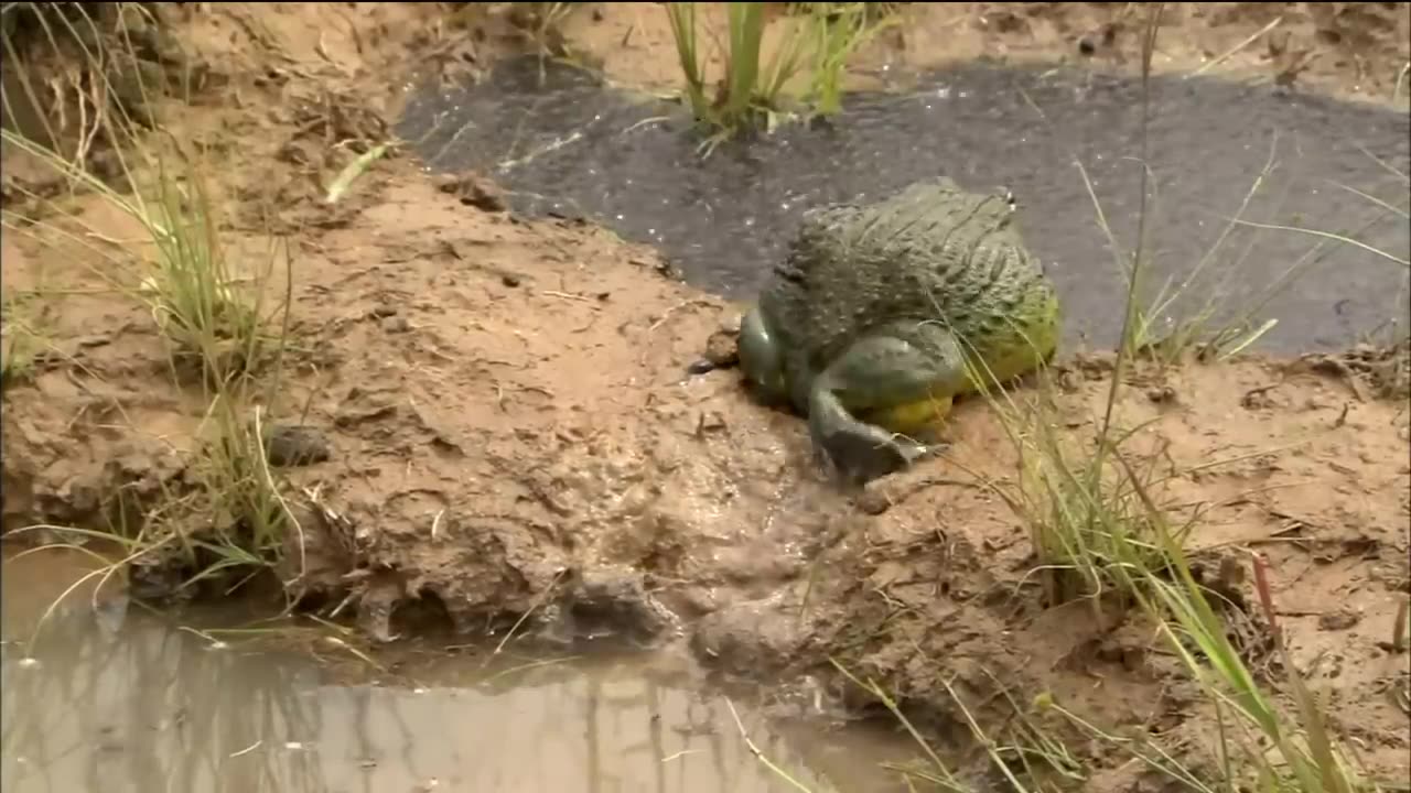 Frog did job for his tedpole
