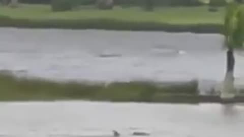Shark Swimming the streets after Hurricane Ian
