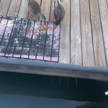 Our duck dog mascots for G Dock.