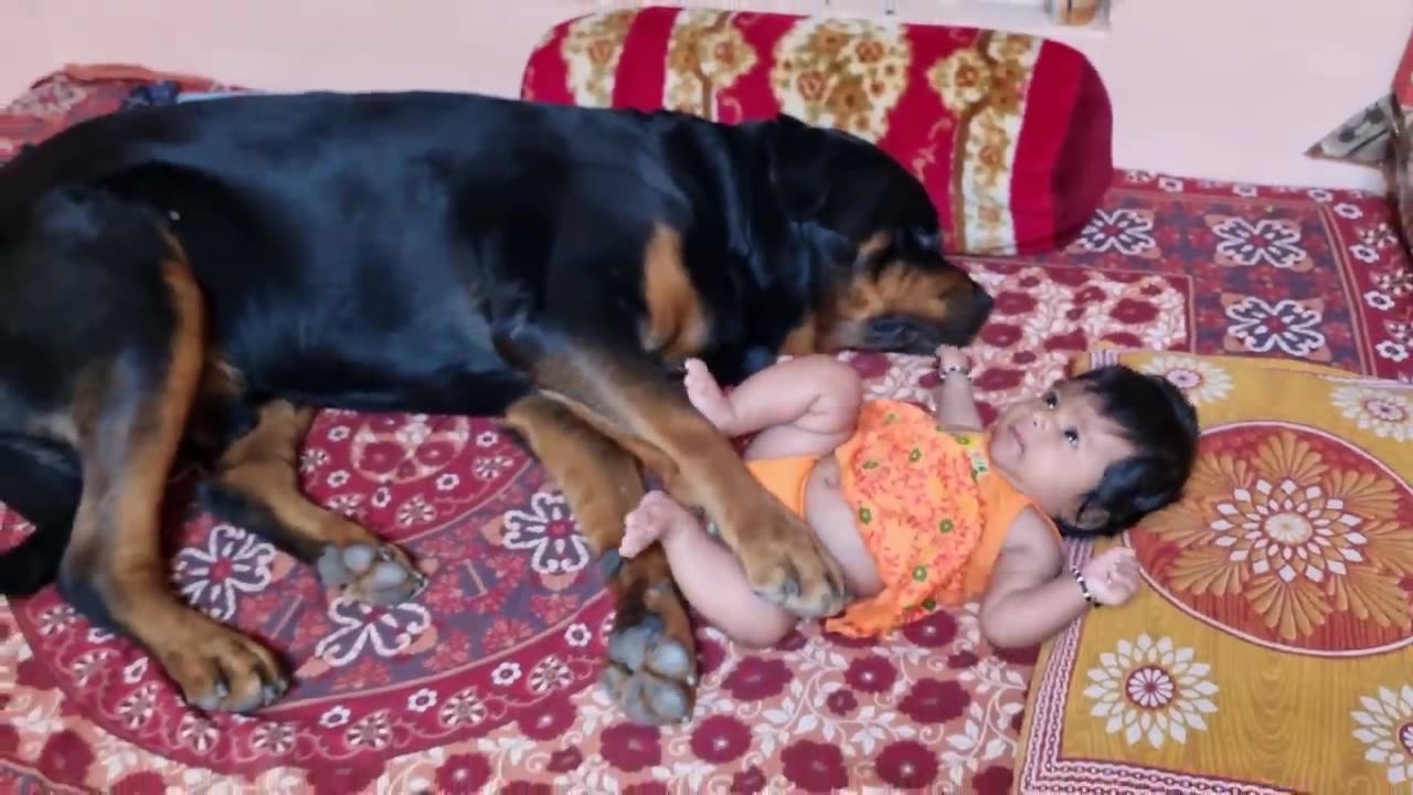 Jerry and Aaru are made for each other - Dog protecting baby -