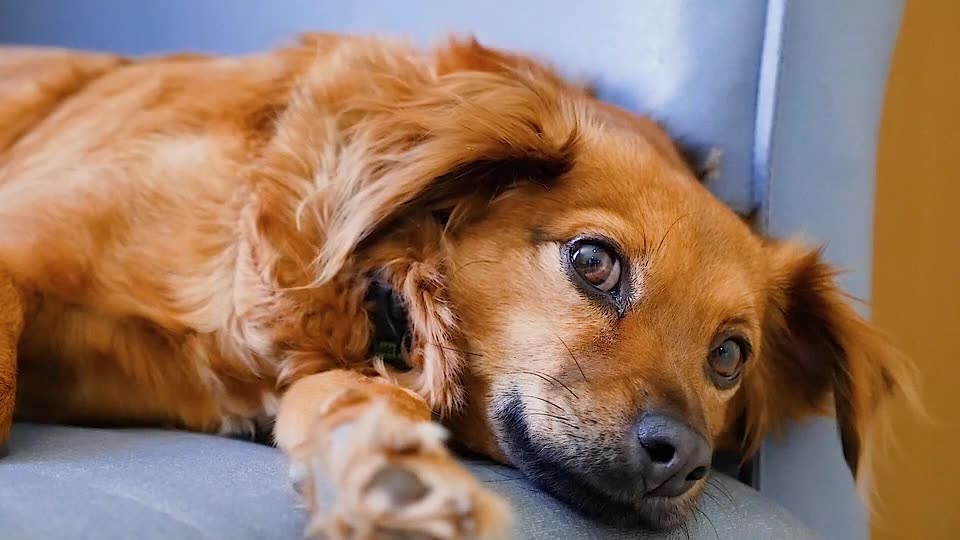 When God sends you a funny dog