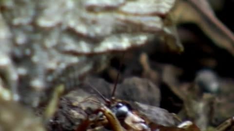 Tuatara The One-Breath-An-Hour Creature with Unexpected Hunting Habits