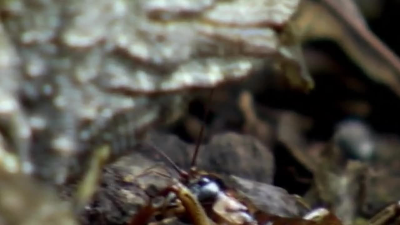 Tuatara The One-Breath-An-Hour Creature with Unexpected Hunting Habits