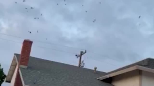 BIRDS FLY INTO PERSON’S HOME