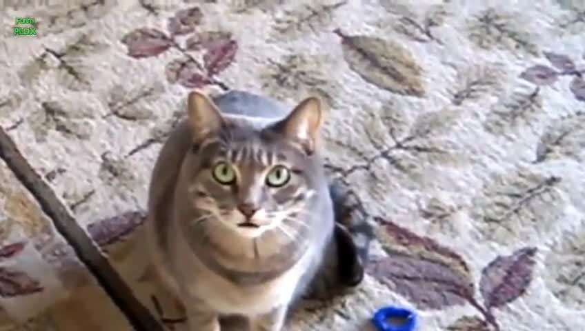 Funny cat video