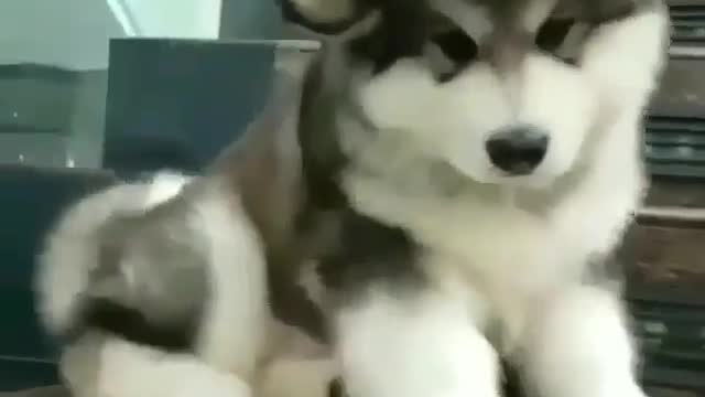 funny & cute animals