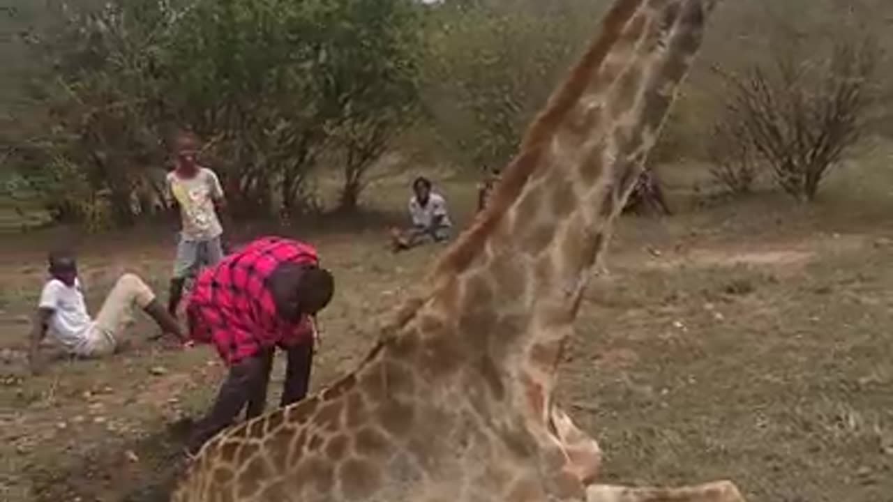 animal video 332