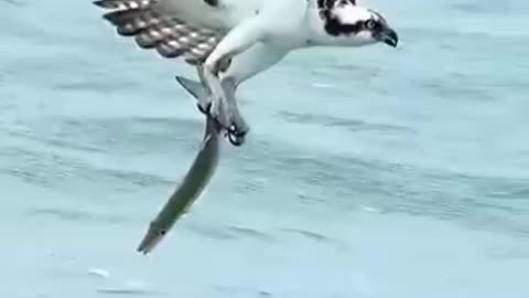 Eagle's Hunt in Sea