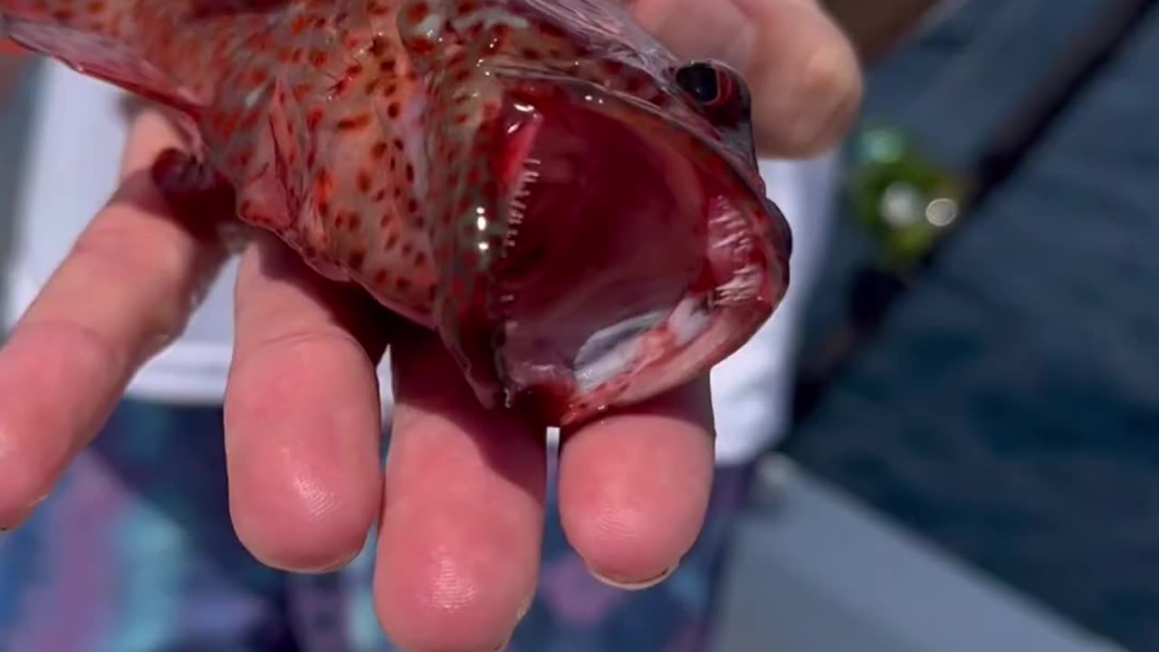 Tons of Ocean Creatures In 60 Seconds