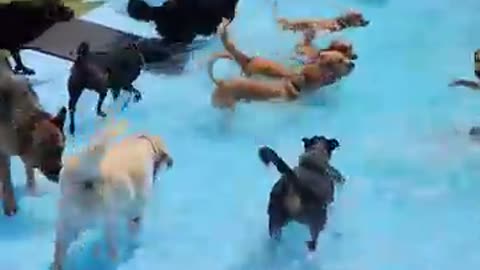 "Splish-Splash Pup Fun: Pool Day Adventures for Adorable Puppies!"