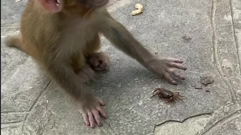 The little monkey finished the crab