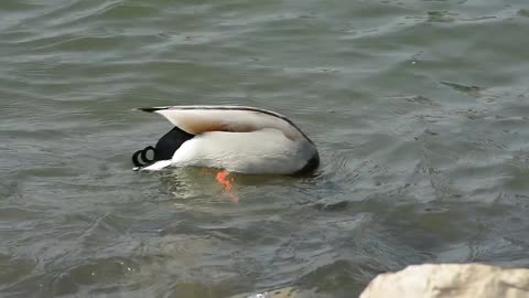 a floating bird