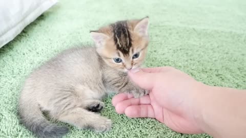 Kitten Kiki probably thinks owner is a toy