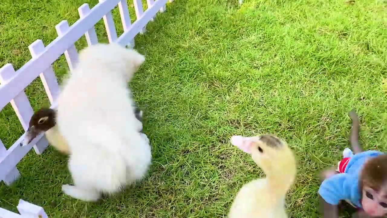 Baby Monkey Bon Bon go to the toilet in the morning and eats watermelon with duckling So cute