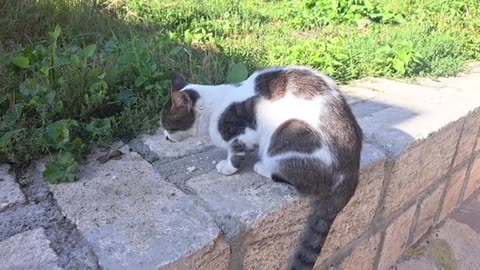 Cute street cat. This cat is so cute.