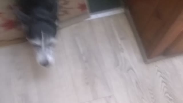 Dog name oreo