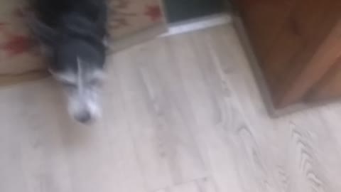 Dog name oreo