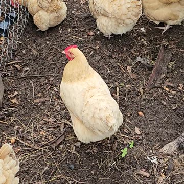 Hen Pecks at Another Hen's Behind: Food or Symbiotic Cleanliness?