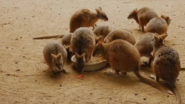 Young kangaroos