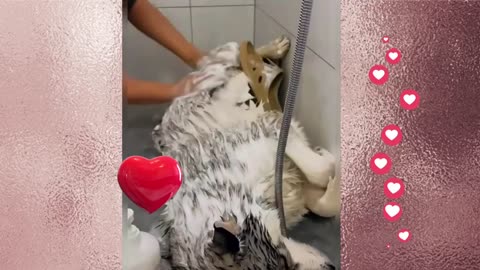 Washing dog