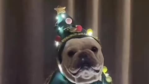 Christmas dog