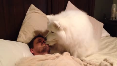 Samoyed dog gently wakes master up