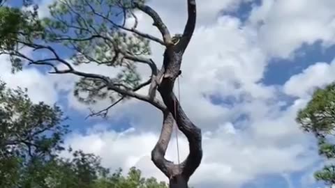 Fun climbing a pine getting right with it!