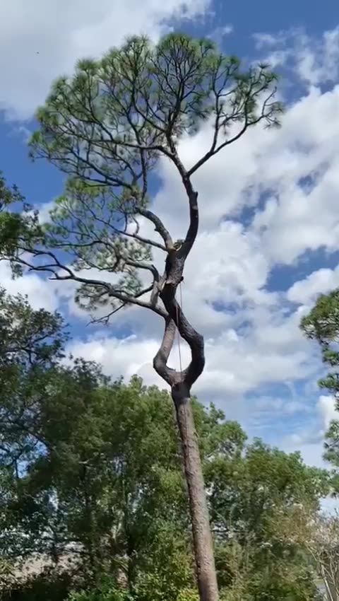 Fun climbing a pine getting right with it!