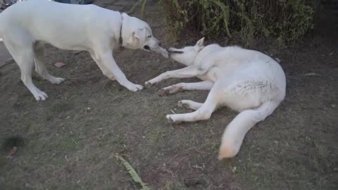 Blue and Abby Playing_2