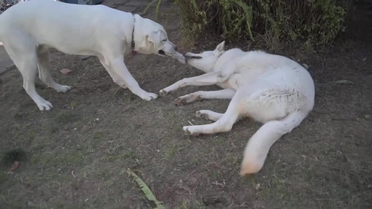 Blue and Abby Playing_2