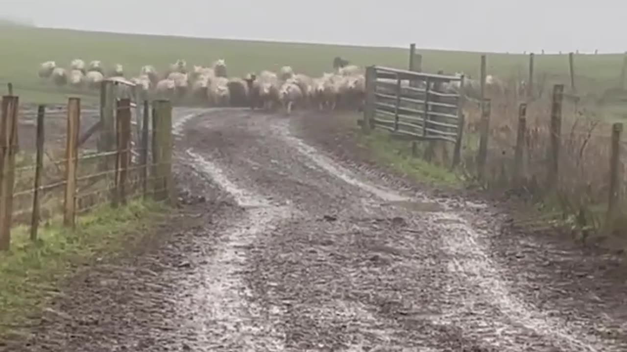 Heartwarming Dog Hero: Responsible Canine Brings Stray Lambs Safely Back to the Yard